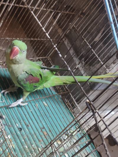 Raw Adult Female parrot Little talking