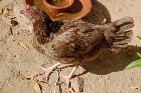 Desi kruk  Hen