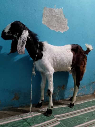 MiX Kamori Healthi Bakra