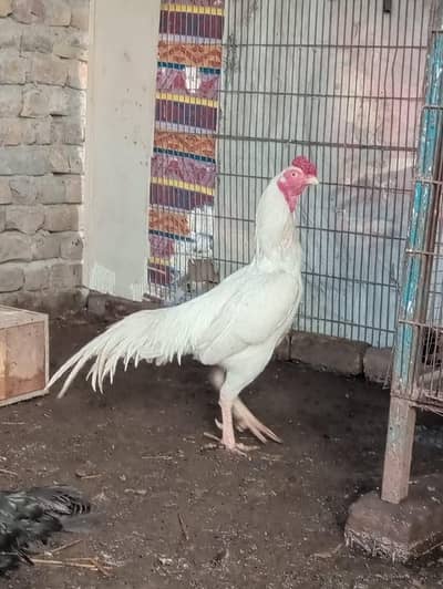 Aseel Heera murga