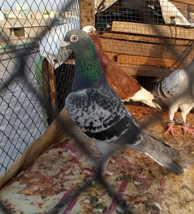 pigeons for sale