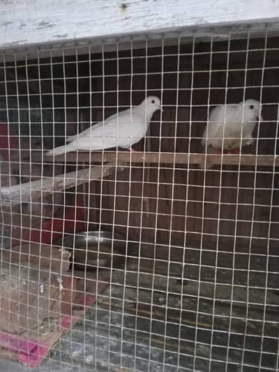 Pure Wight Red Eyes Dove Pair Khumre Confirm Breeder Pair Available Ha