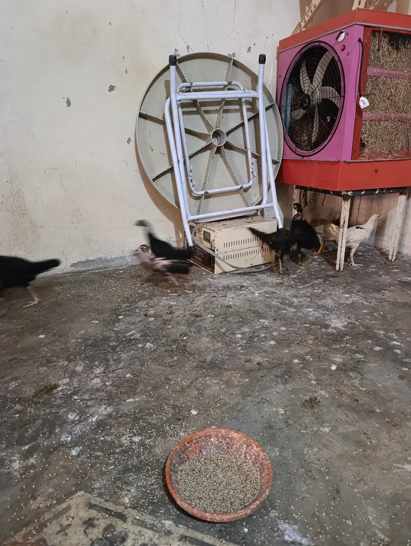 Aseel mix breed. broody breed. Chicks 3 months — photo 2