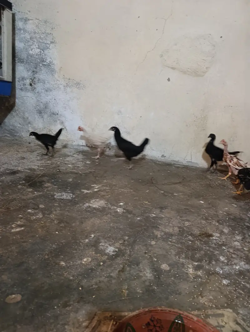Aseel mix breed. broody breed. Chicks 3 months — photo 3