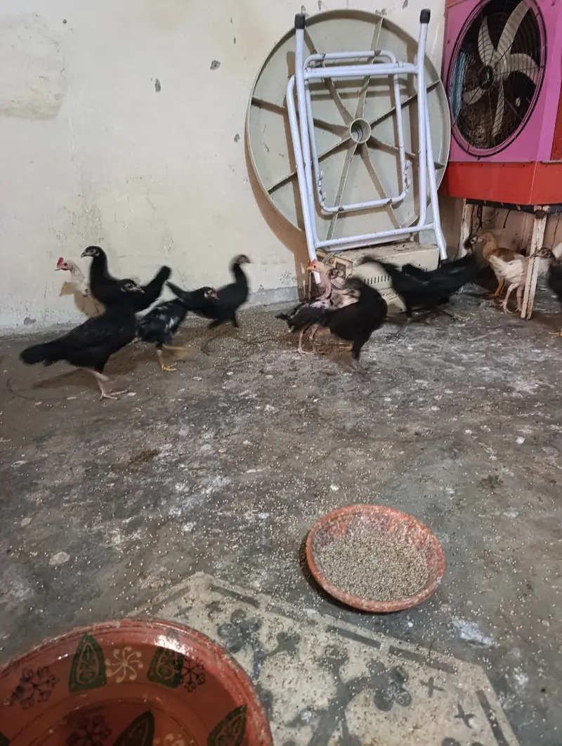 Aseel mix breed. broody breed. Chicks 3 months — photo 4