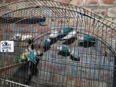 Colour Lovebirds such as blue fisher;blue pestleino:parblue; parblue/