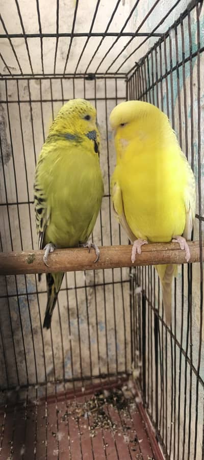 Exbhition jumbo sizyBreeder pair for sale