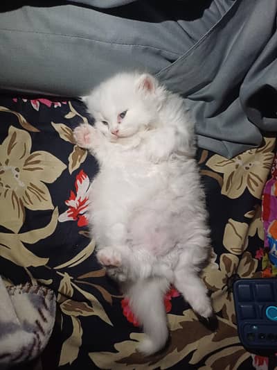 white cat