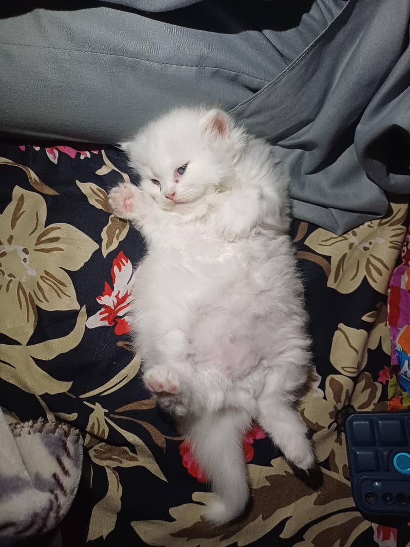 white cat 0