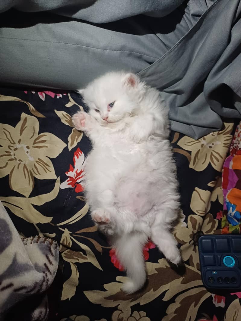 white cat 1