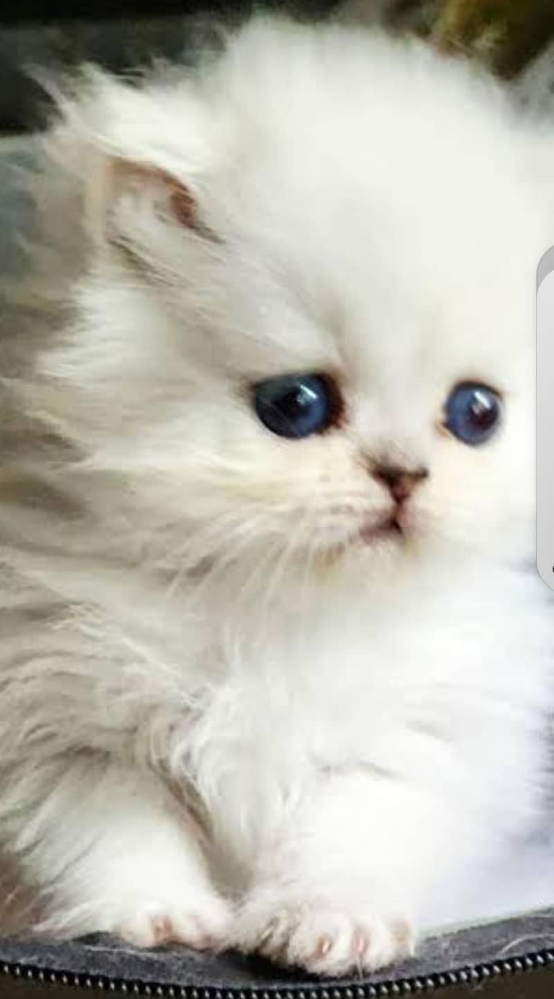 white cat 2