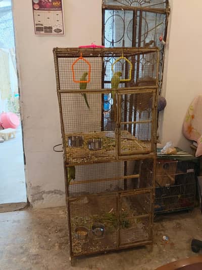 3 parrots with cage