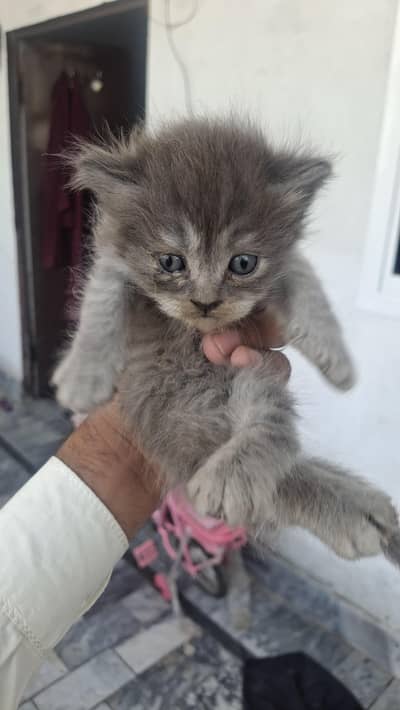 cute cat