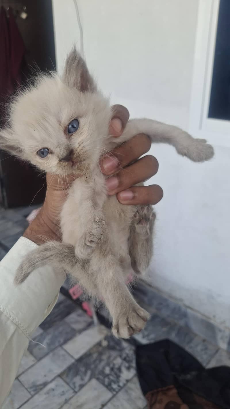 cute cat 1