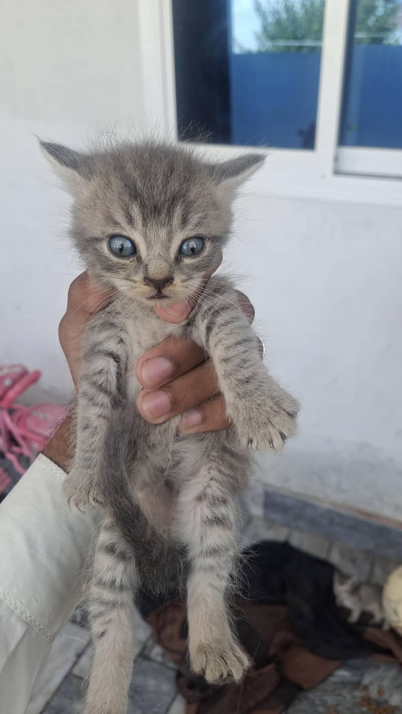 cute cat 2