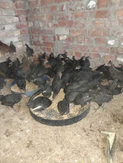Healthy and Active 70 days Autralop chicks