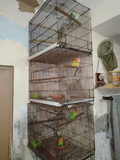 Lovebirds