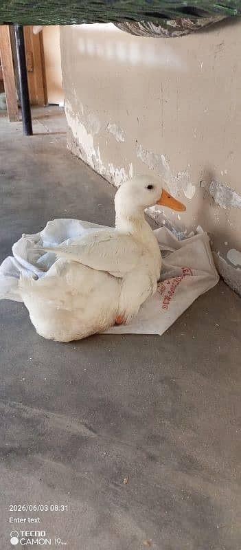 male duck with white colour