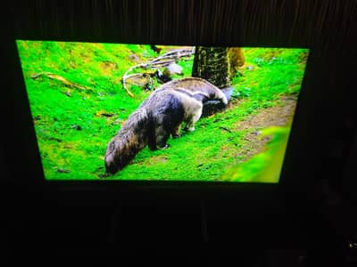 55 Inch Sony Andriod LED TV available in reasonable price