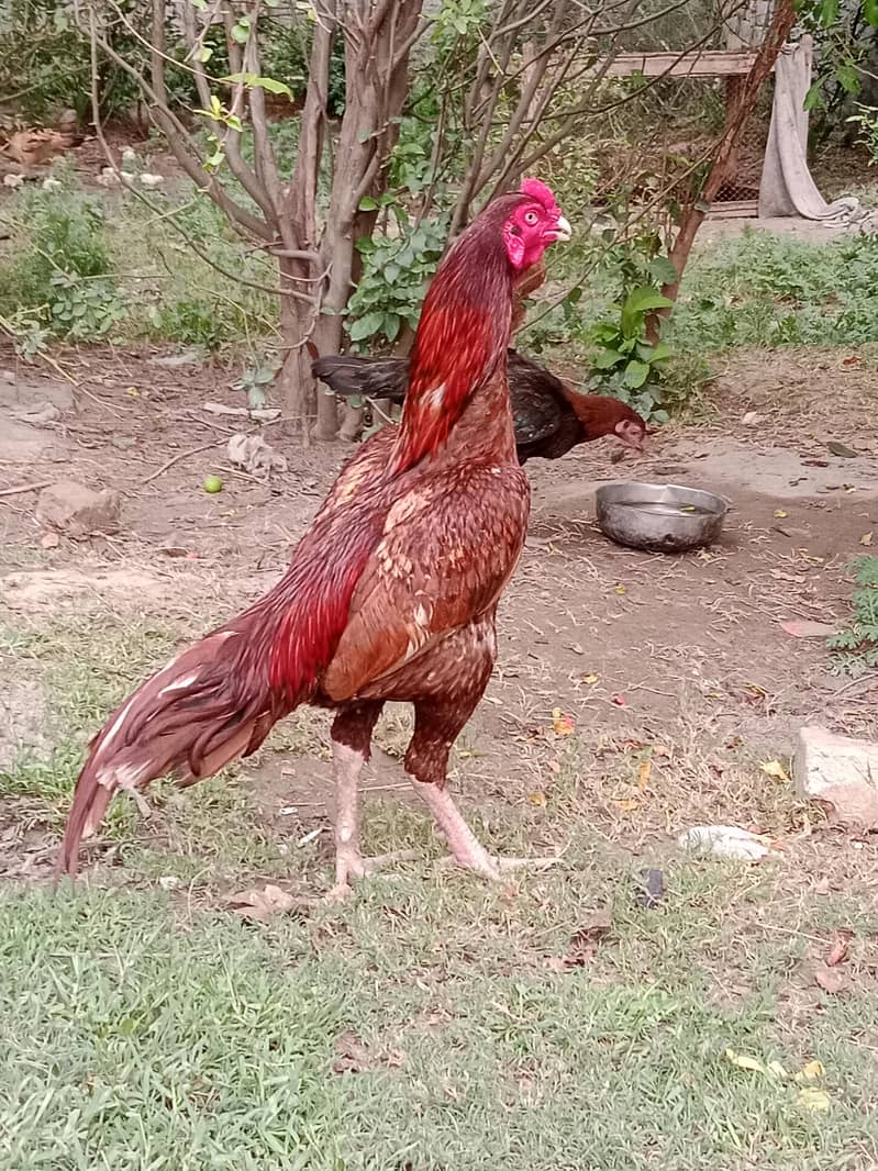 03059606973 1