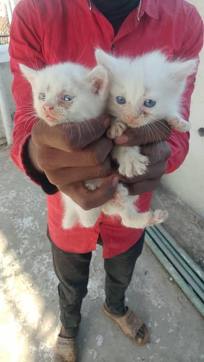 baby cat
