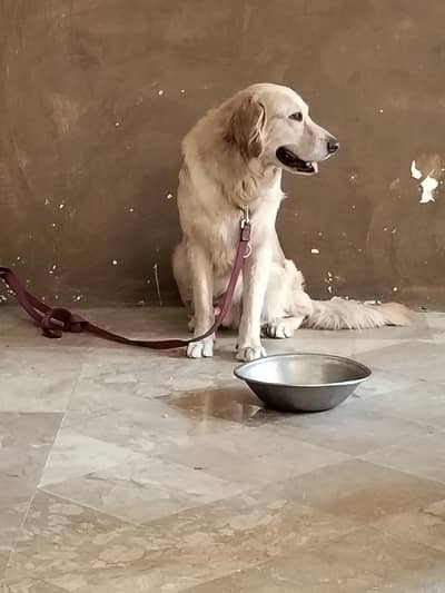 urgent for sale