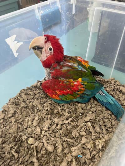 Red mango parrot for sale 2 month age