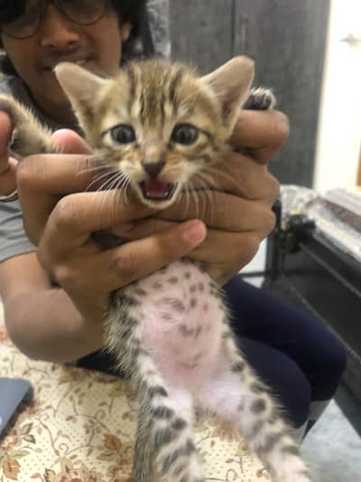 kitten for sale in kohistan Enclave