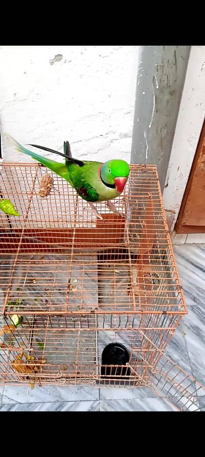 Alexander parrot