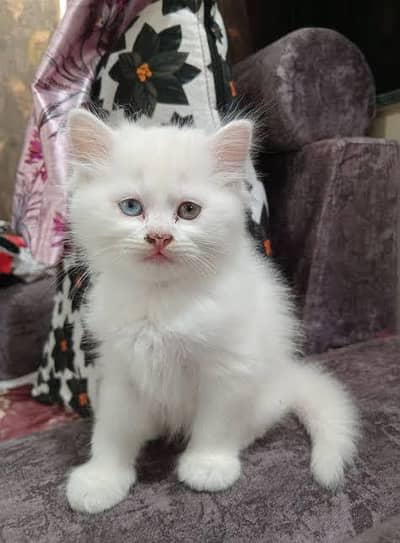 Persian Cat