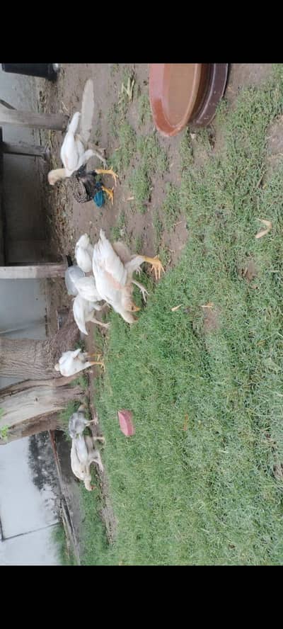 Aseel Heera pure