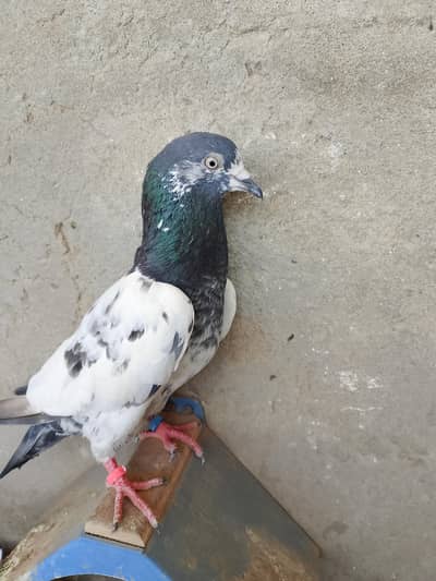 3 Birds for sale