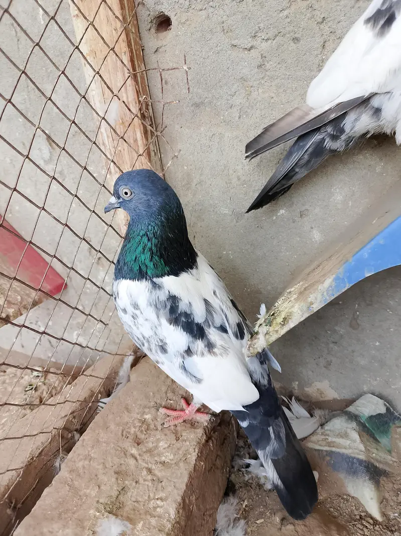 3 Birds for sale — photo 2