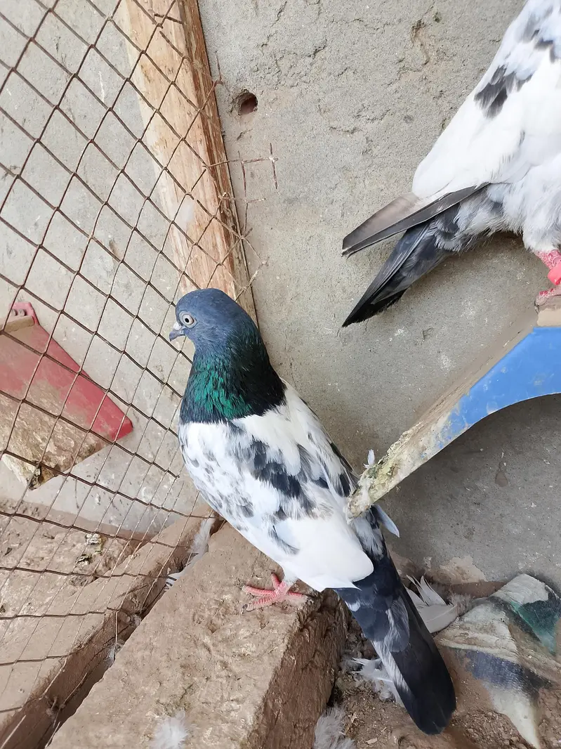3 Birds for sale — photo 3