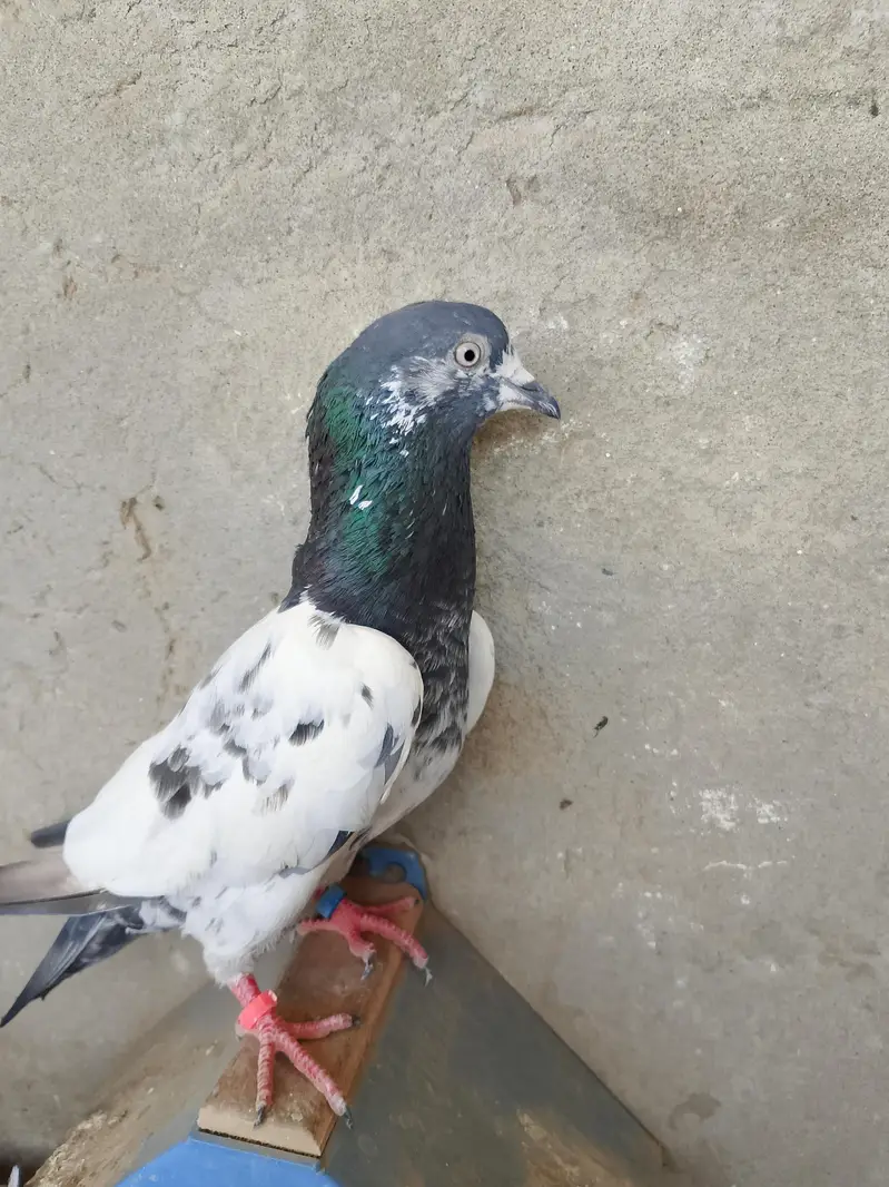 3 Birds for sale — photo 4