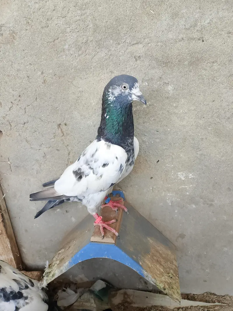 3 Birds for sale — photo 5
