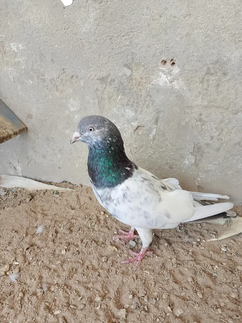 3 Birds for sale — photo 6