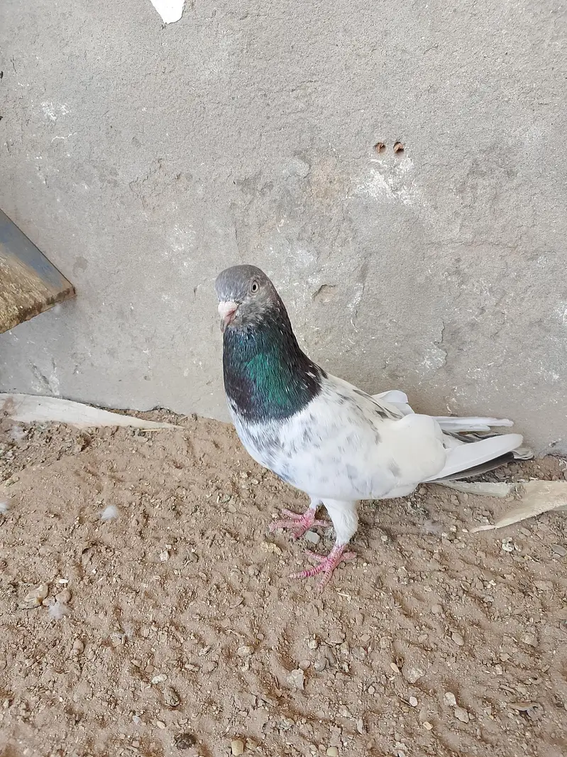 3 Birds for sale — photo 7