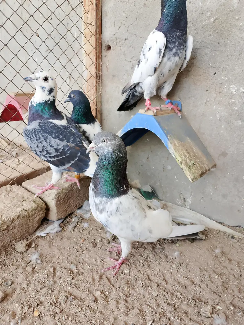 3 Birds for sale — photo 8