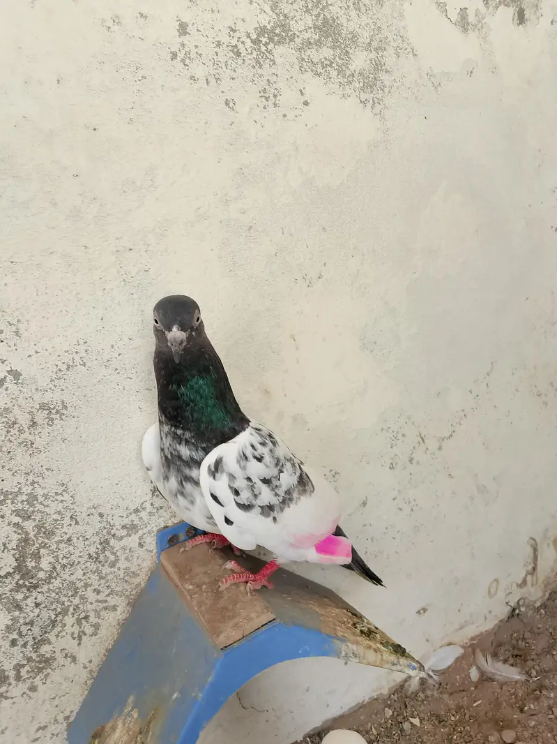 3 Birds for sale — photo 9