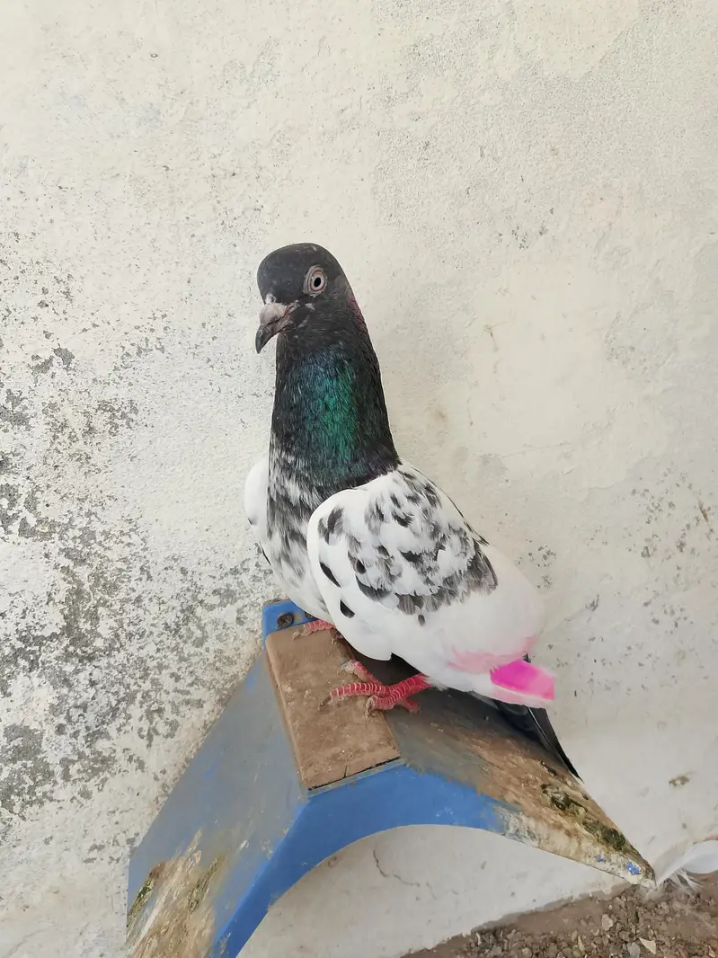 3 Birds for sale — photo 10
