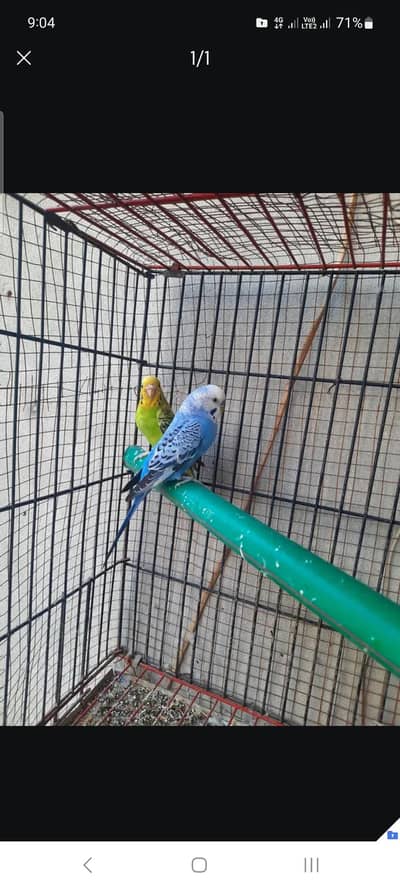 budgies