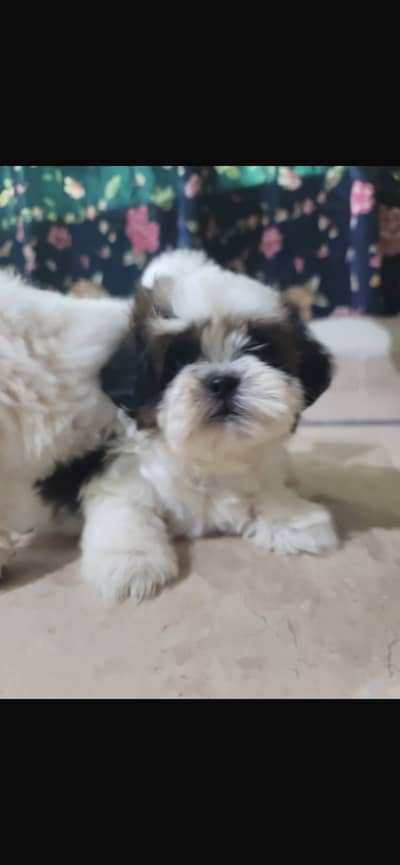 Good quality Shihztu male pups available
