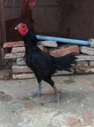 Thai female panus Thai madi Thai pakoy hins thai Aseel madi