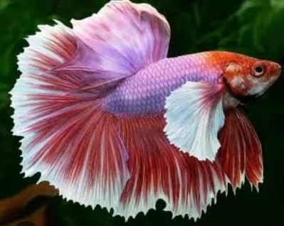 Betta/guppy/molly/koi/barb/rainbow