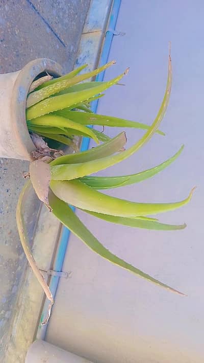 aleo vera plant