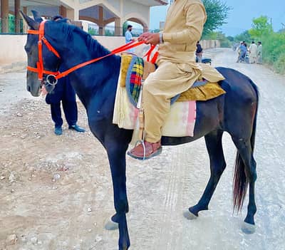 Ghoraa for sale male age 4 sal hight 59+