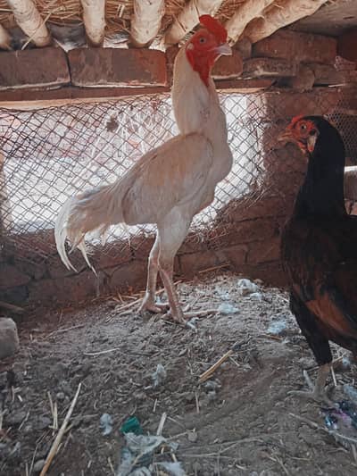 white Heera aseel