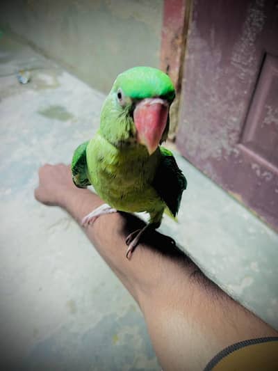 kashmiri raa