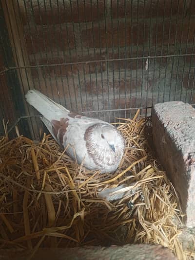 breeder pair high flying